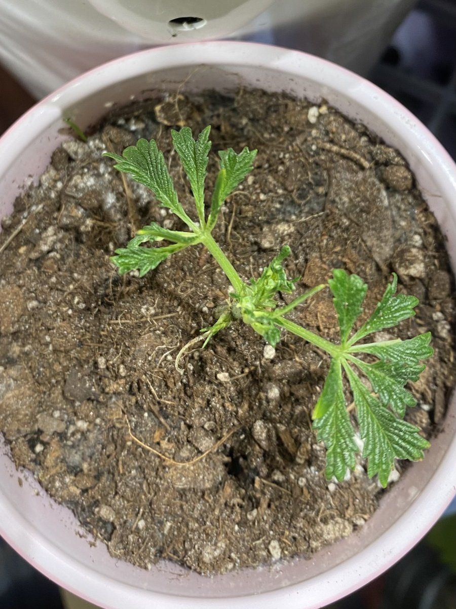 From friends at the farm 11