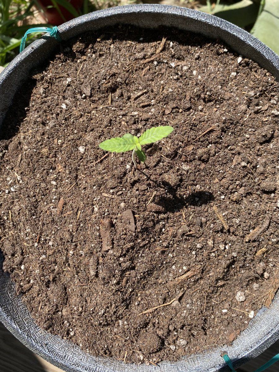 From friends at the farm 2