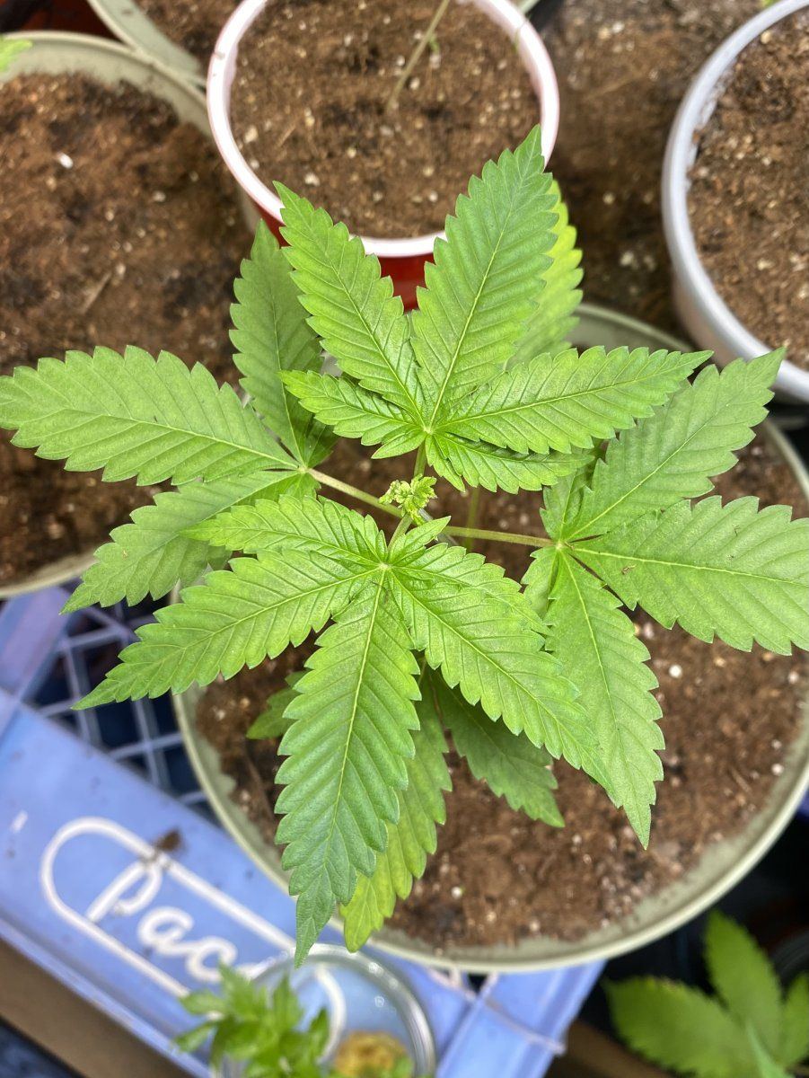 From friends at the farm 3