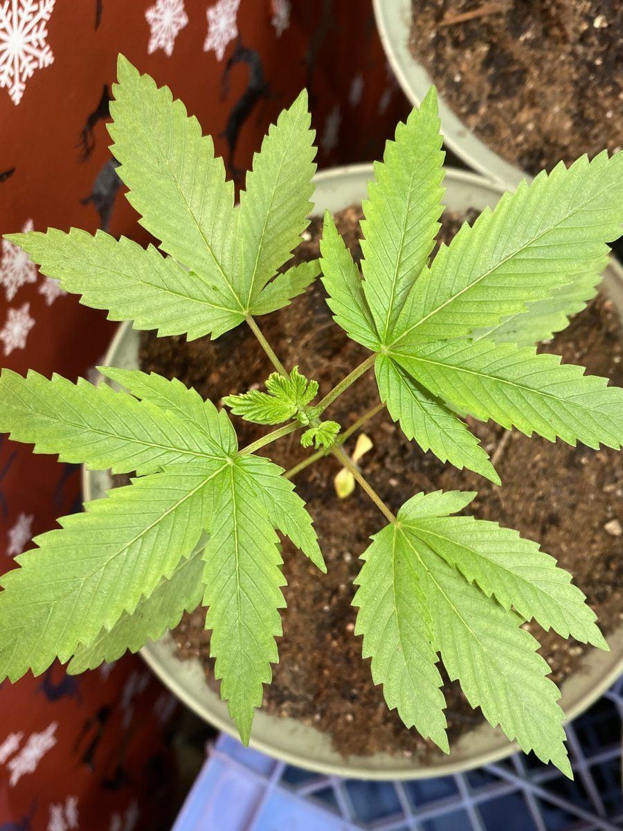 From friends at the farm 4