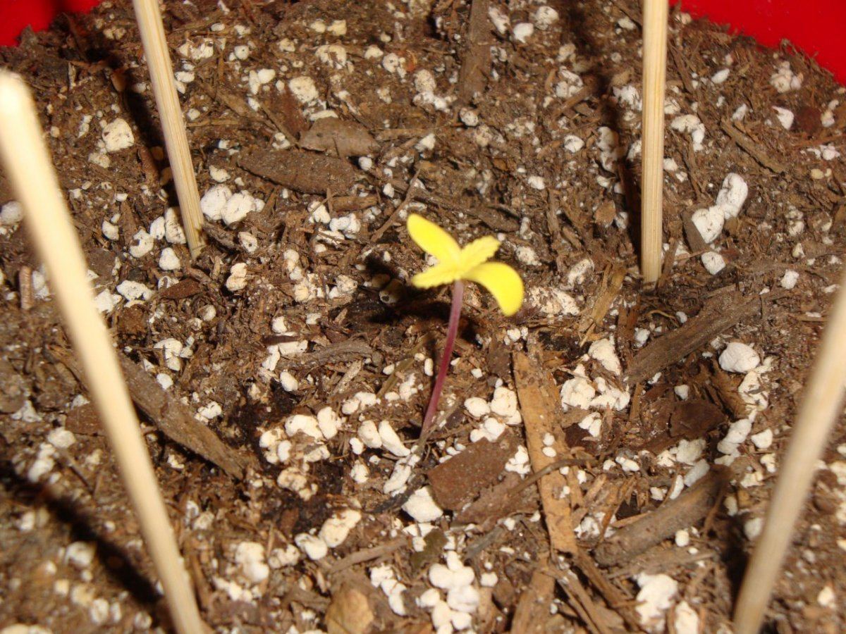 From seed in peat pellets stunted growth