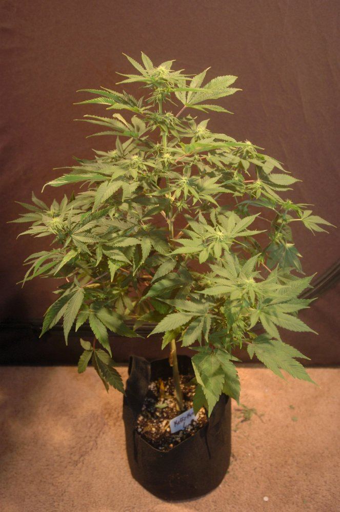 Front 17 days