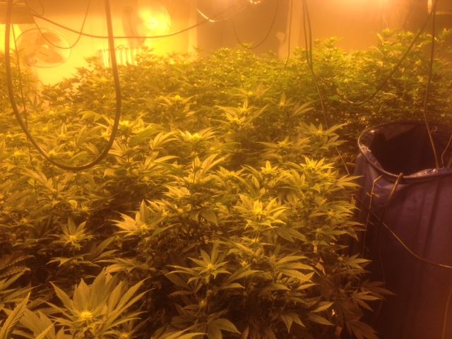 Front flower 4 weeks