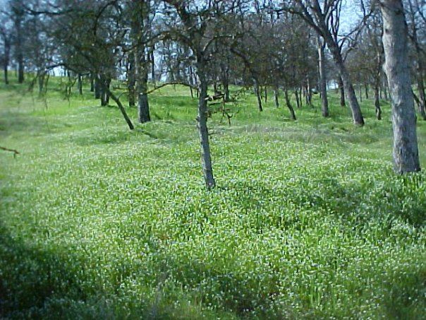 Frontyard