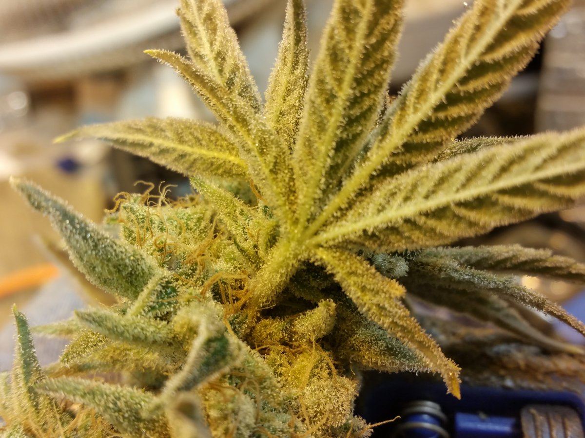 Frost 1