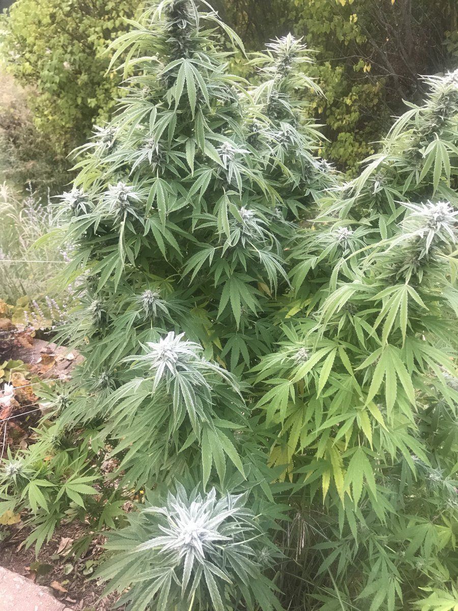 Frost