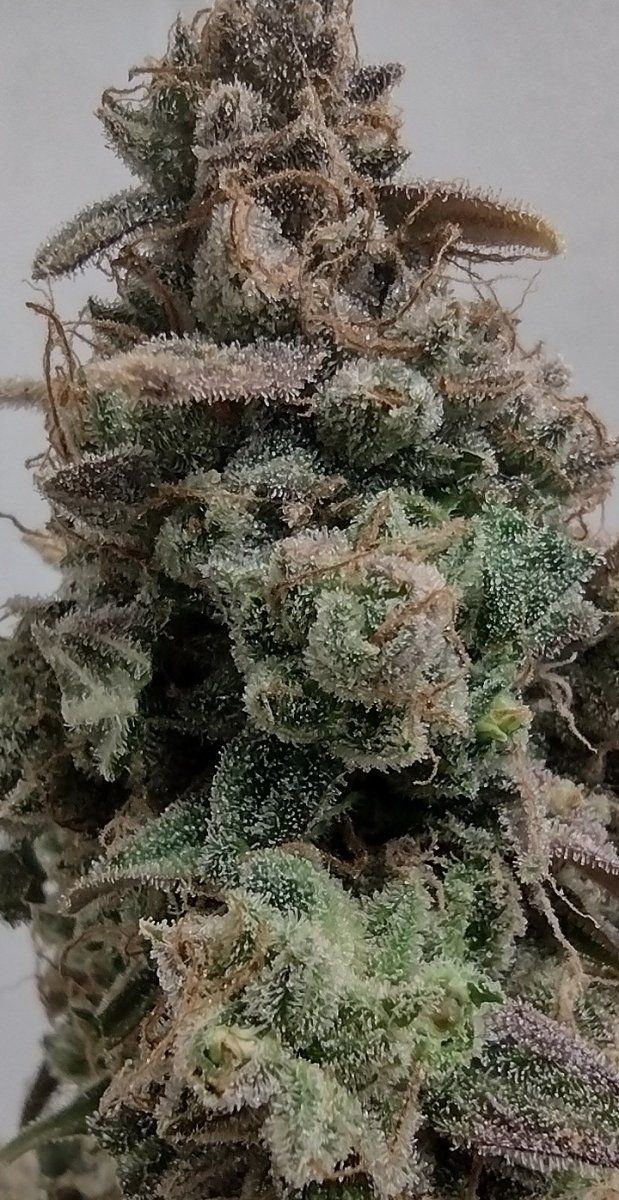 Frost