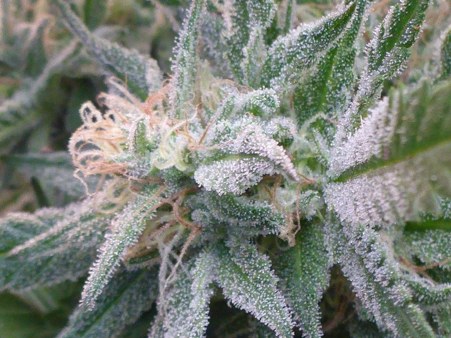 Frost