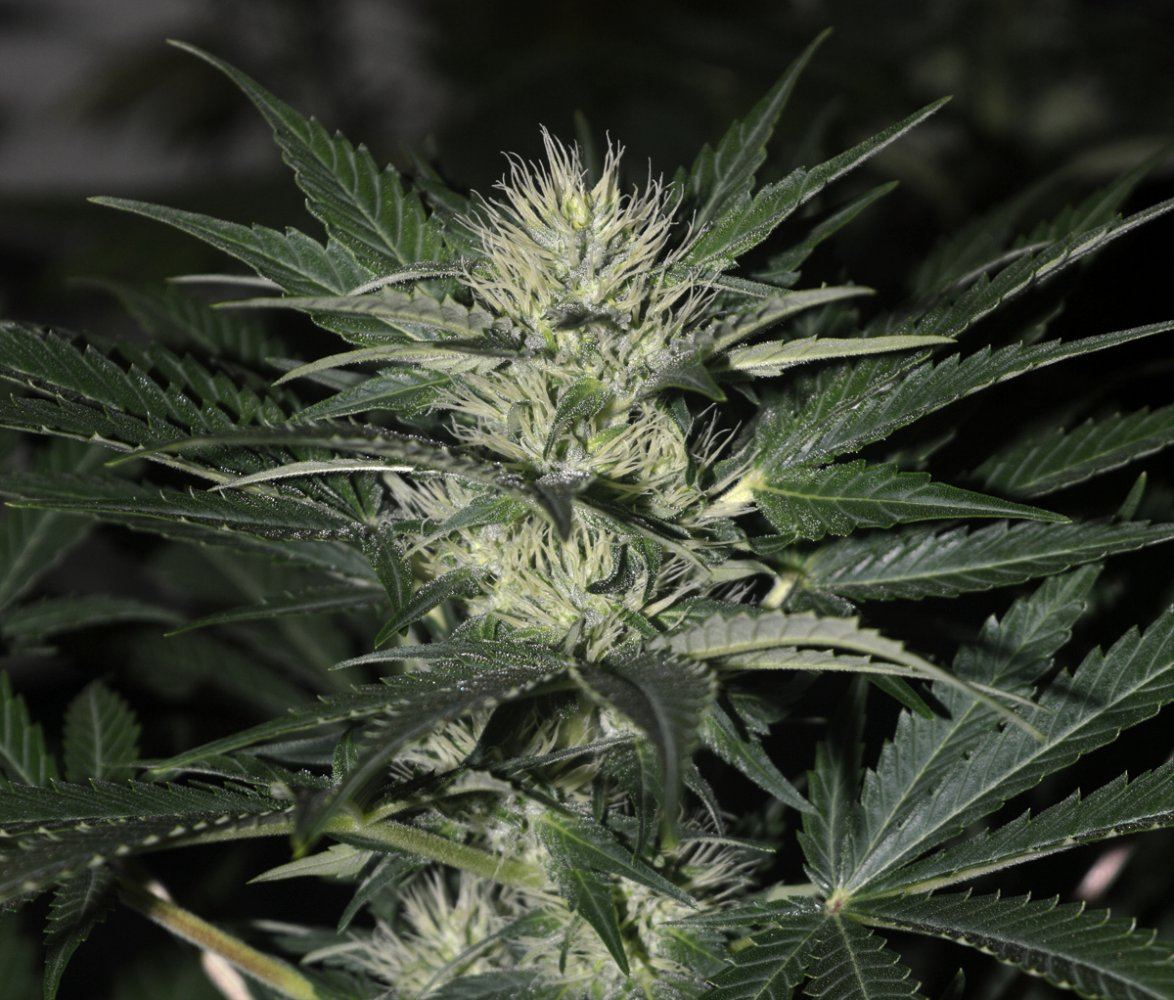 Frost