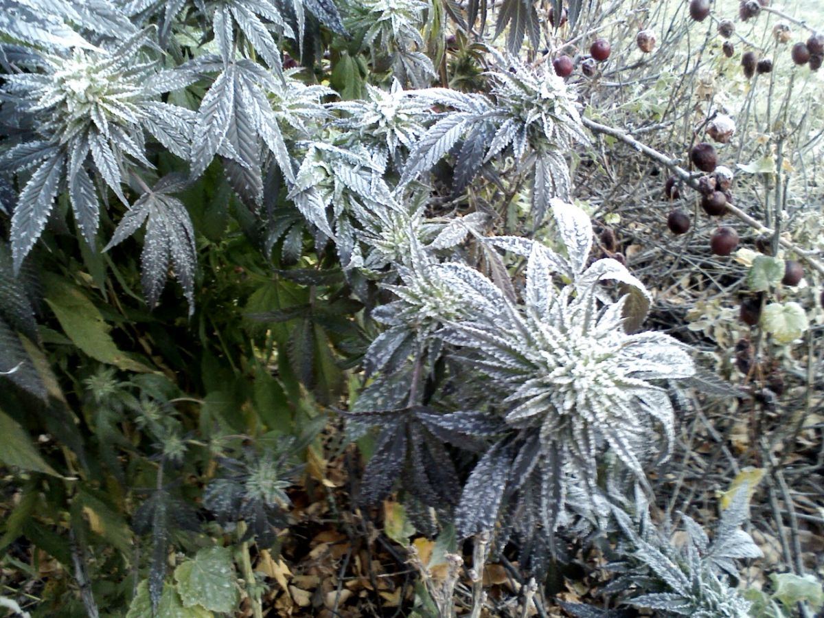Frost