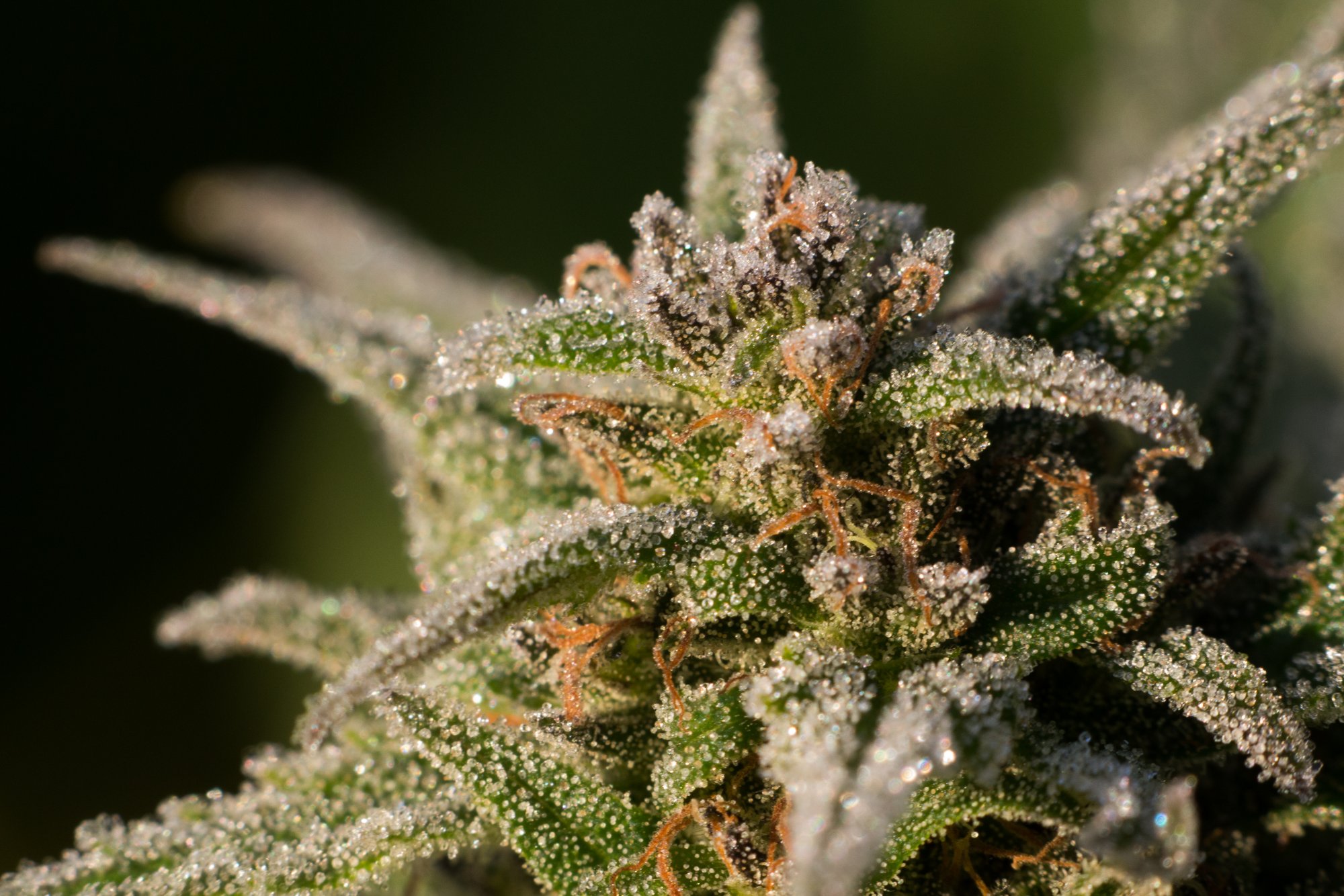 Frost on Cannabis October 18 2019 3
