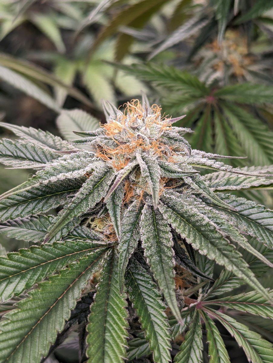 Frost1