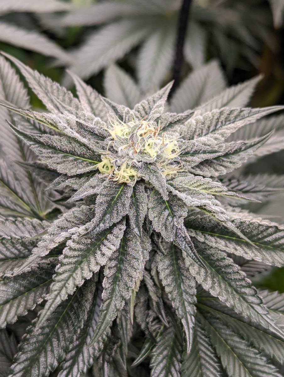 Frost2