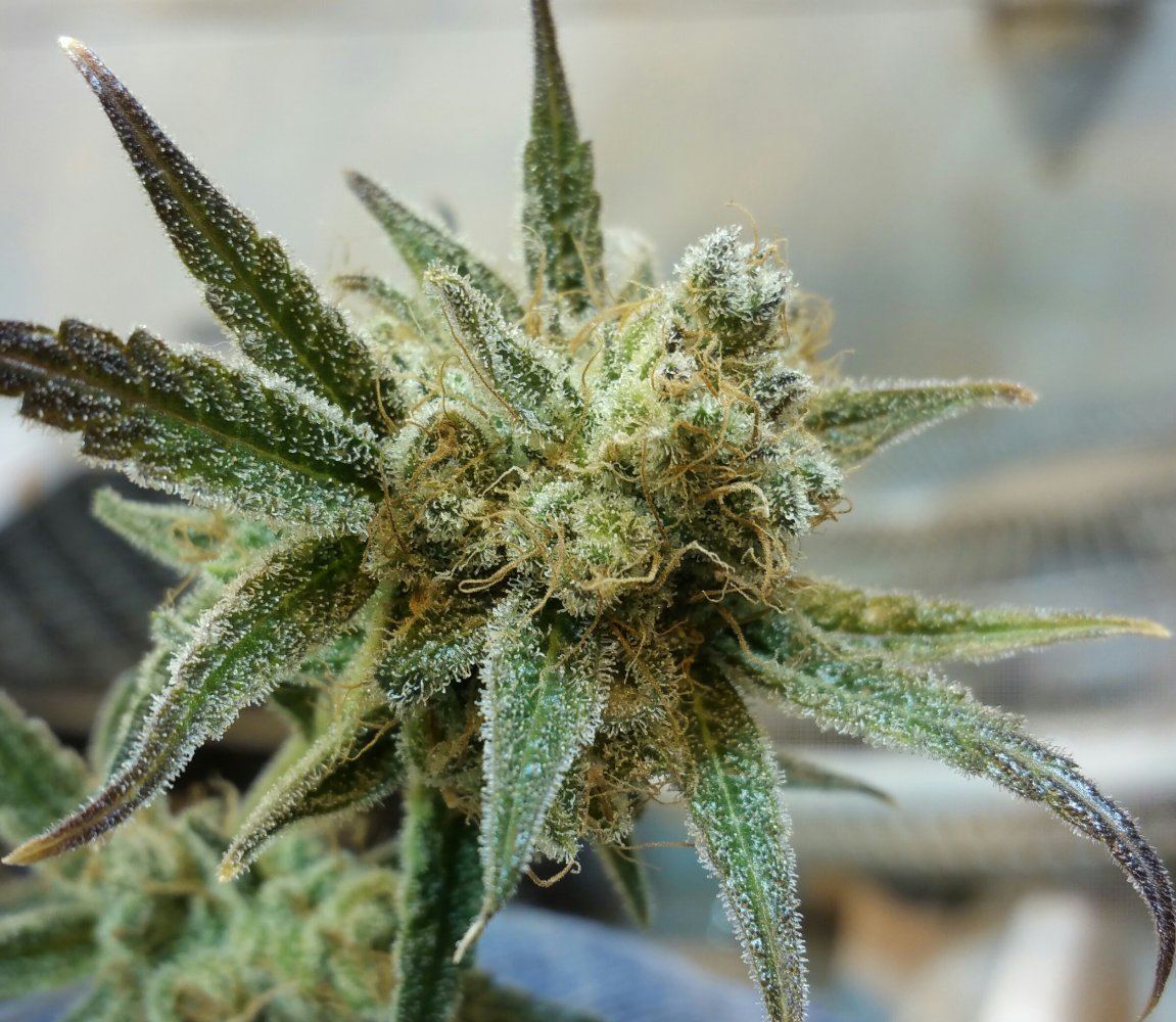 Frost2