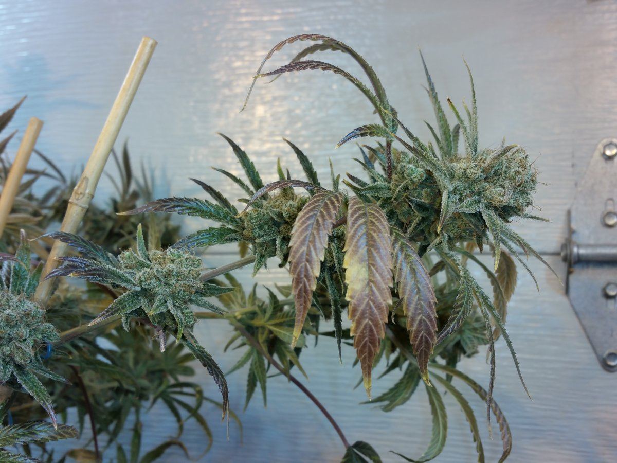 Frost3