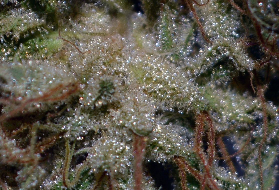 Frost3