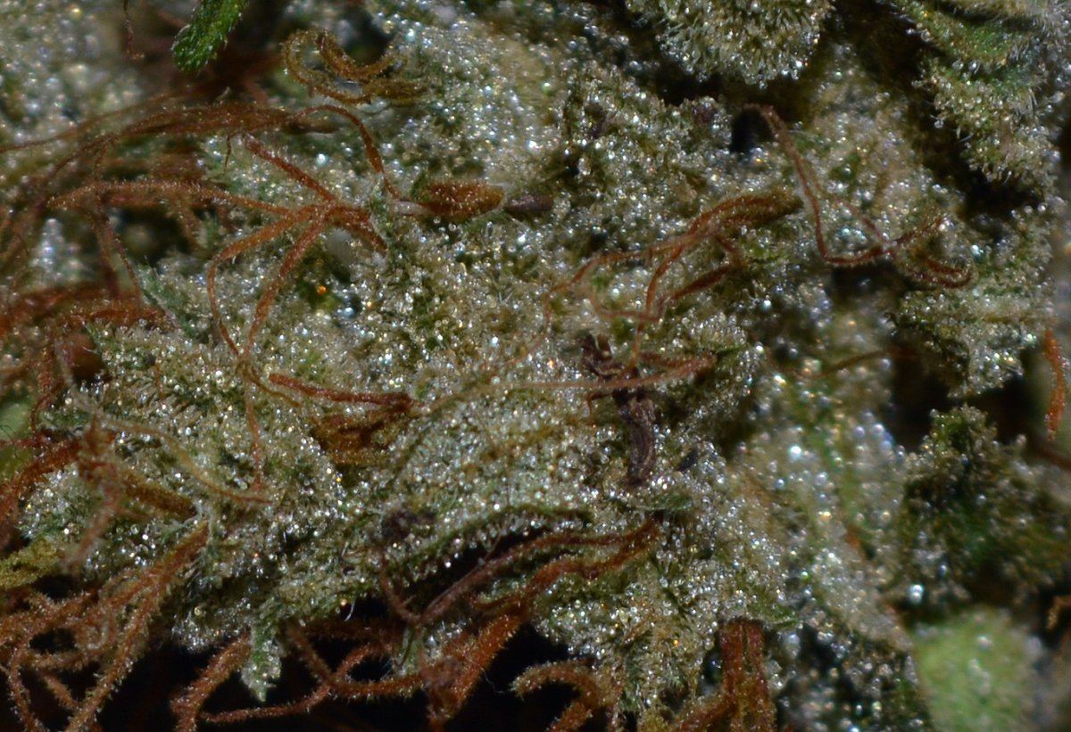 Frost4