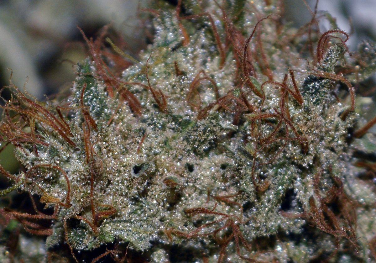 Frost brownsugar