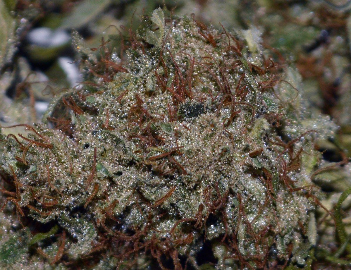Frost brownsugar2