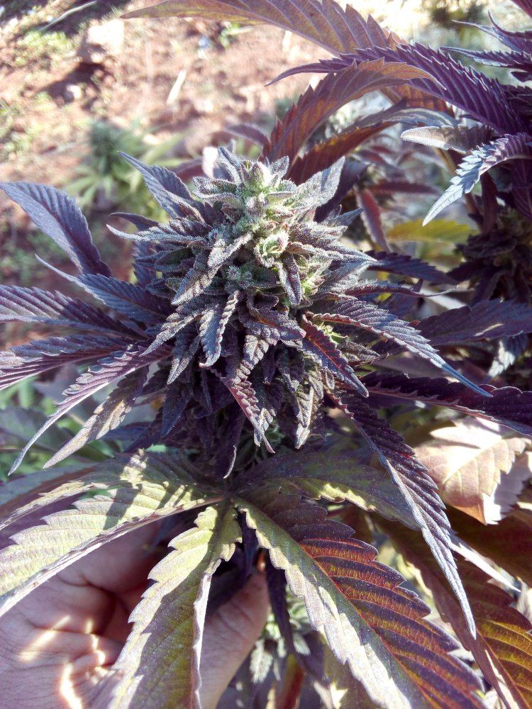 Frostbitepurple1