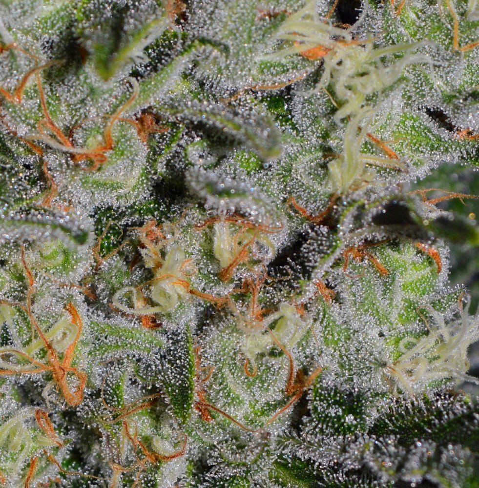 Frostblock