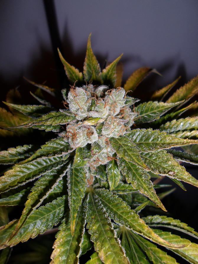 Frostedheadband