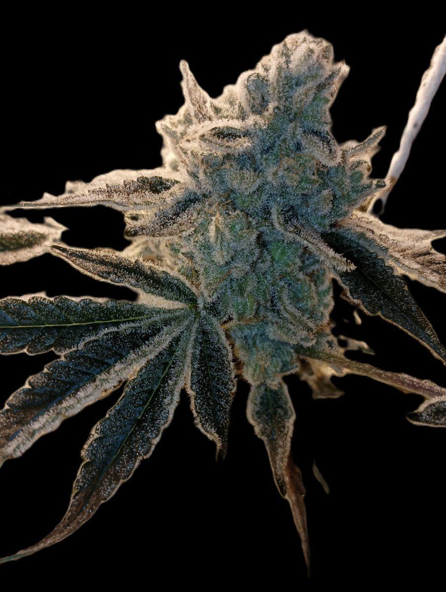 Frostettea