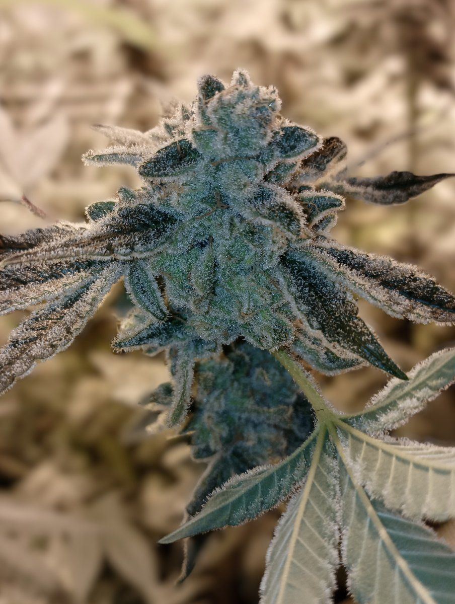 Frostettec