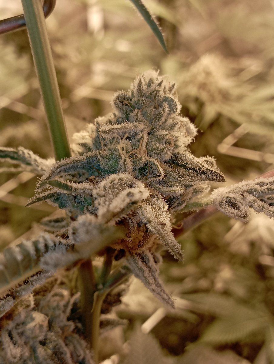 Frostette nug