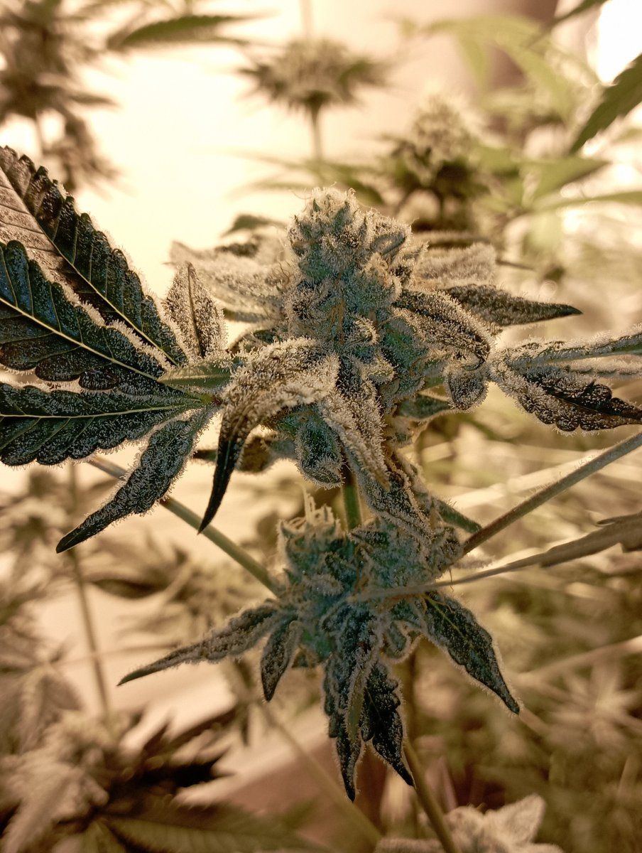 Frostettesbud