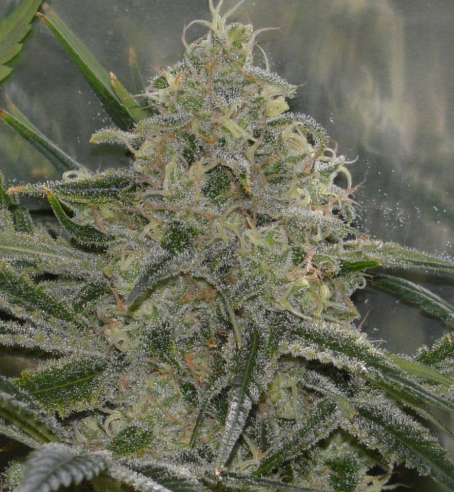 Frostier