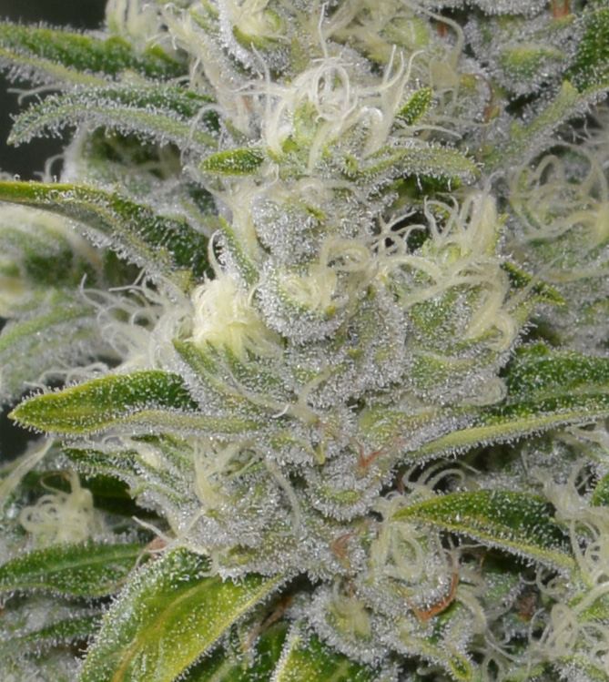 Frostier2