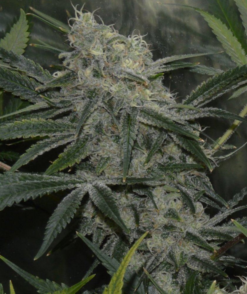 Frostier3