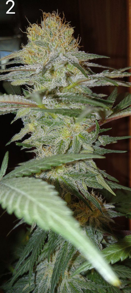 Frostiest 2