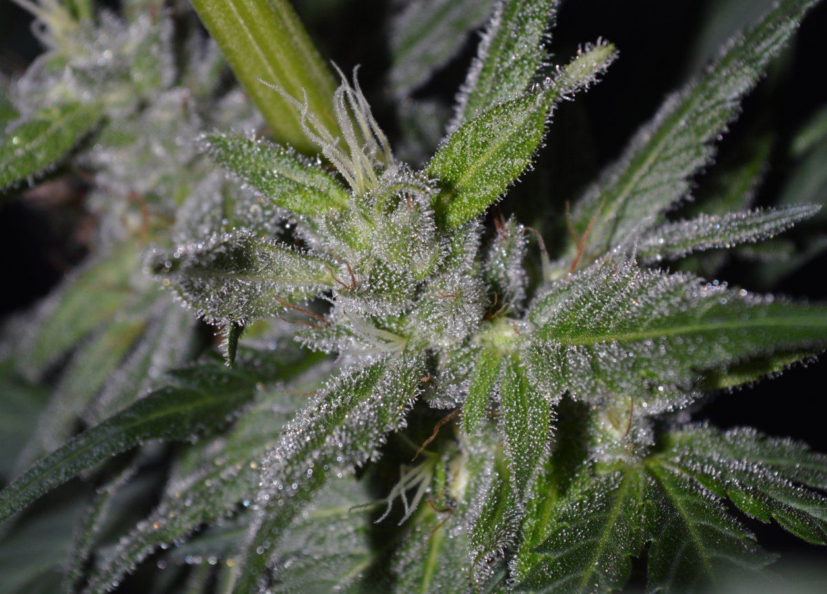FrostiestLN