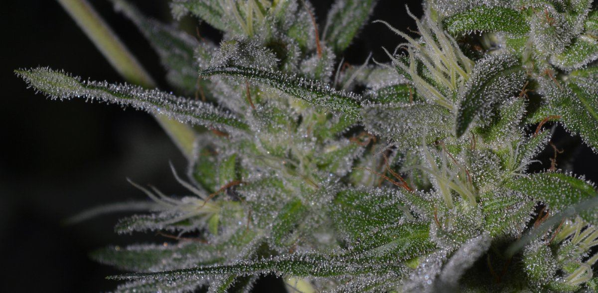 FrostiestLN2 candy