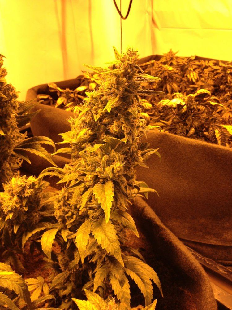 Frostitute prechop