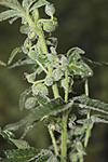 Frostmale