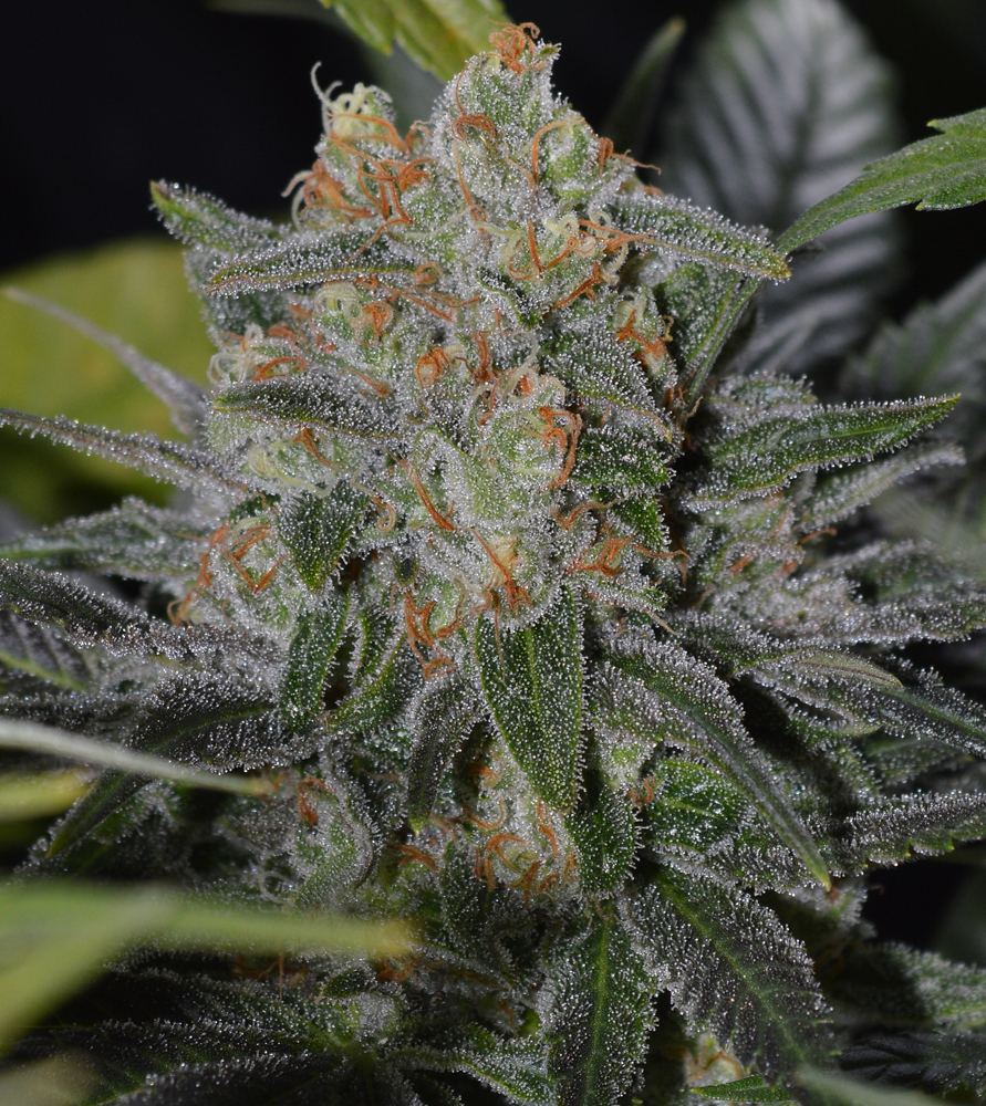 Frostpurp
