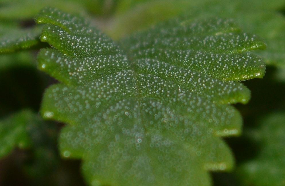 Frostseedl6
