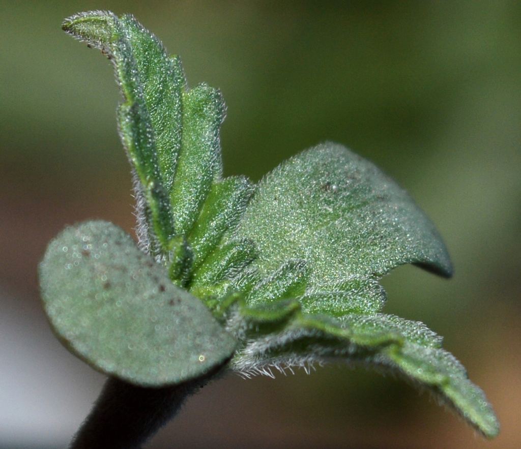 Frostseedling