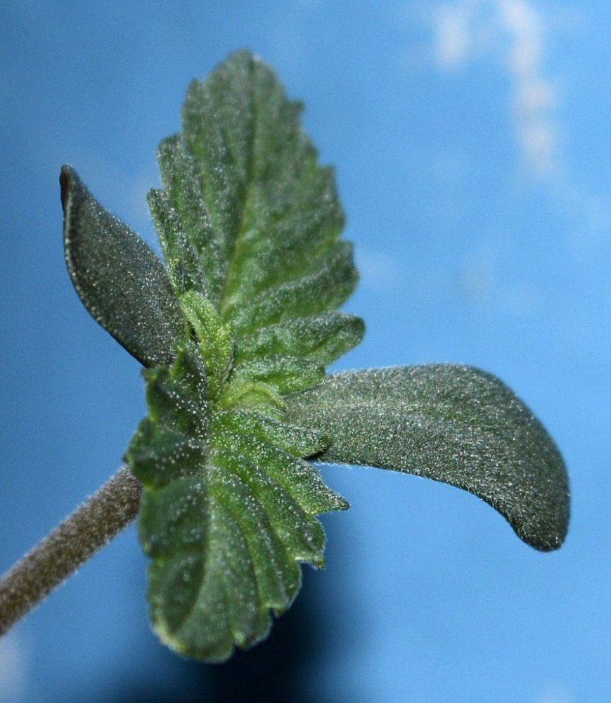 Frostseedling3