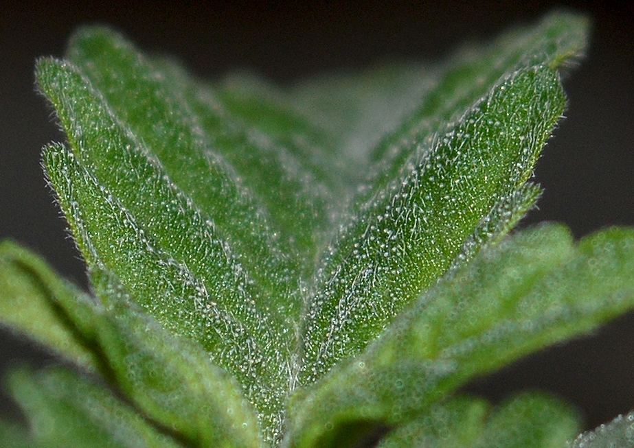 Frostseedling4