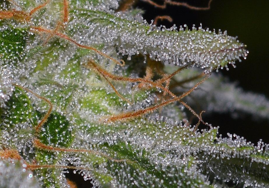 Frostsugar