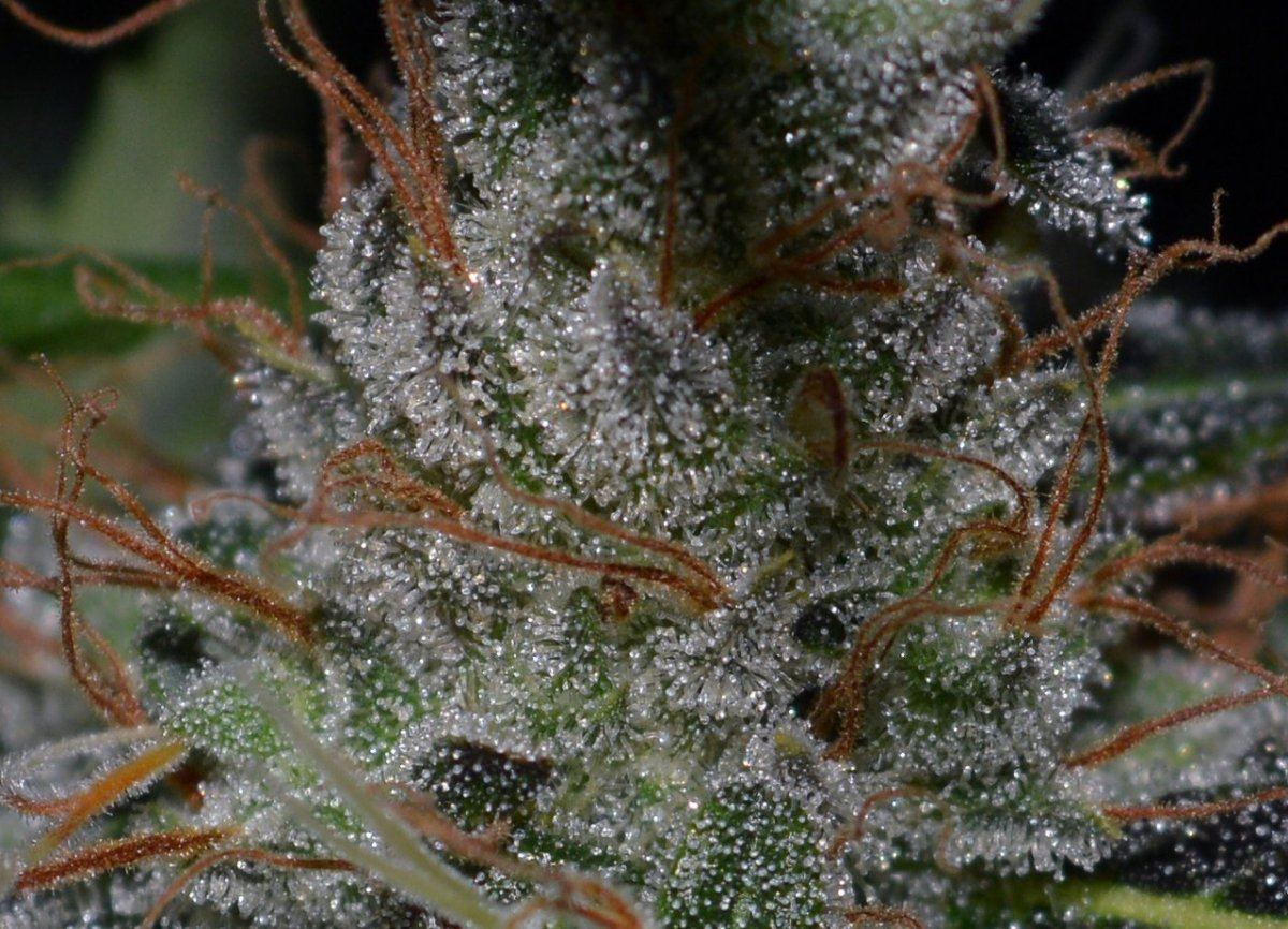 Frosttrif