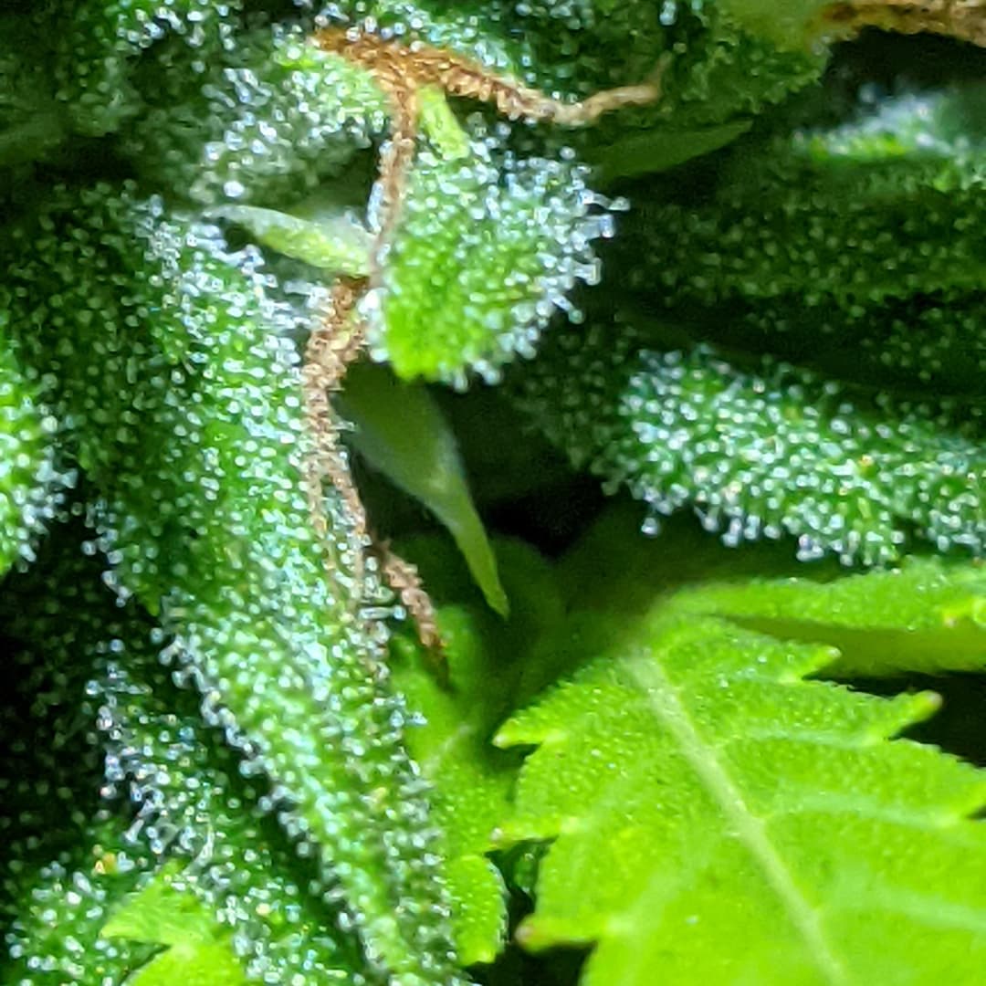 Frosty heads