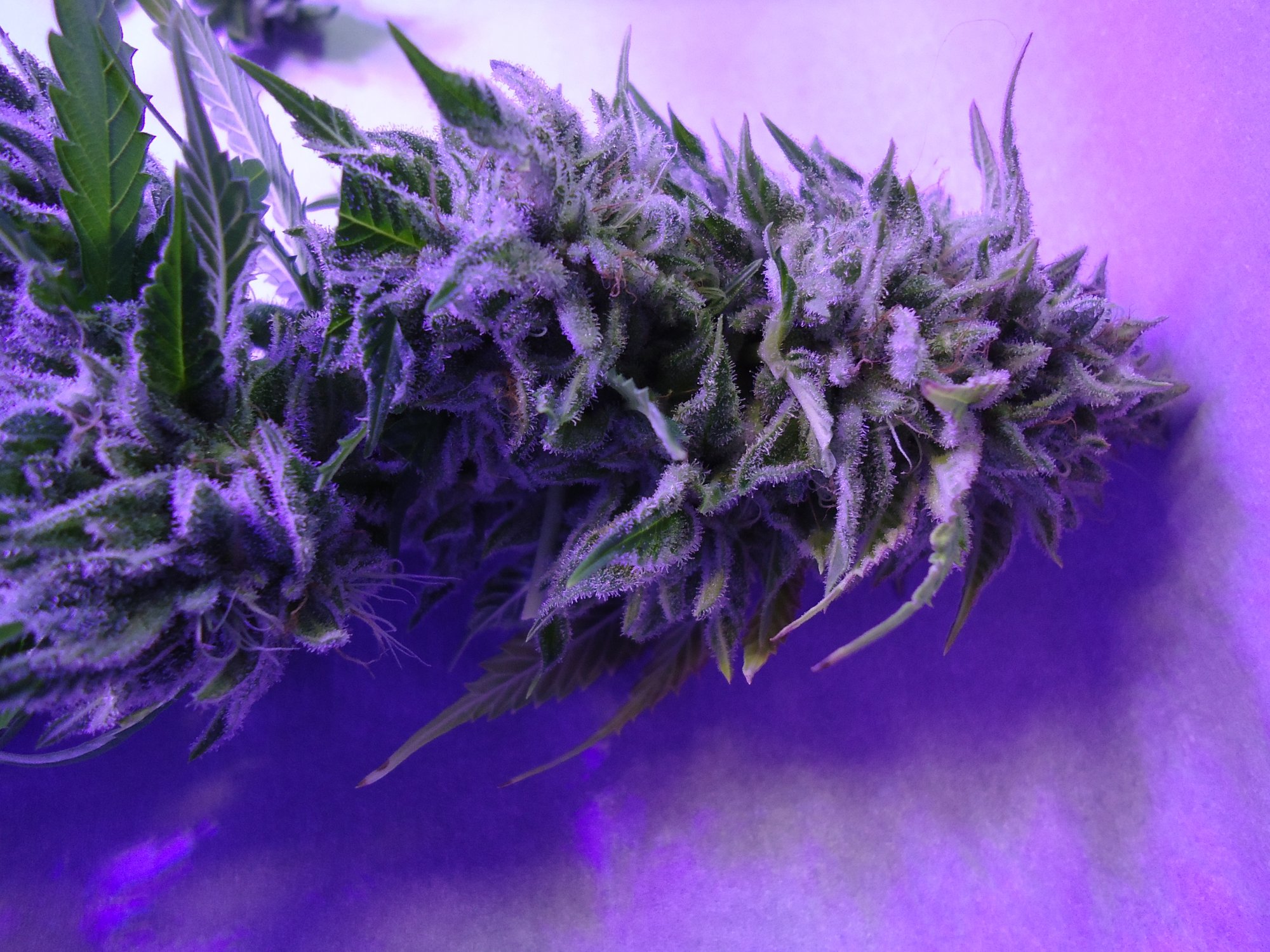 Frosty