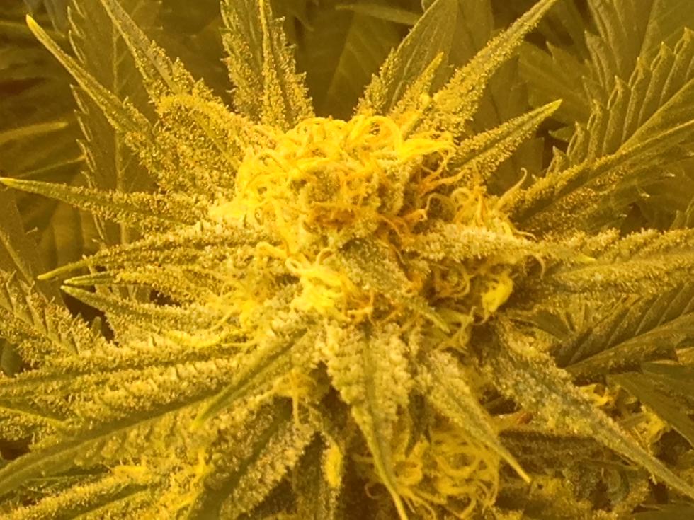 Frosty