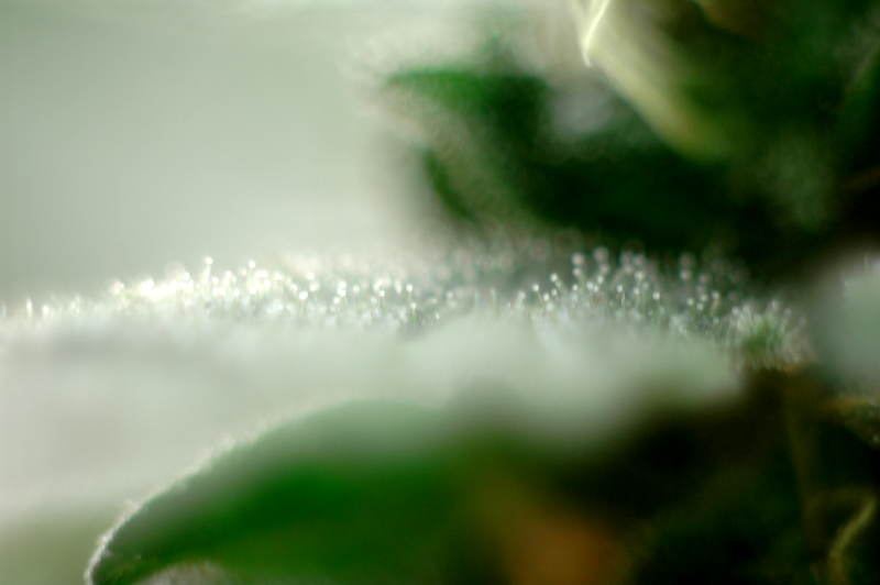 Frosty