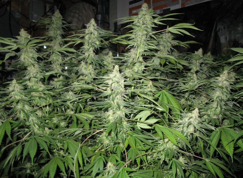 Frosty mk